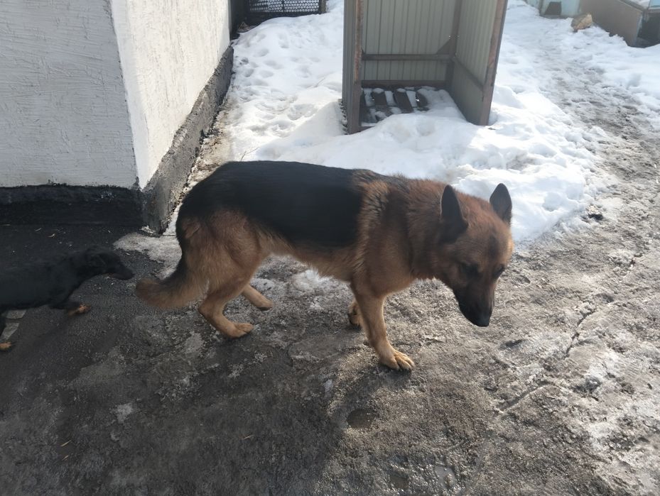 Продам овчарку кабель