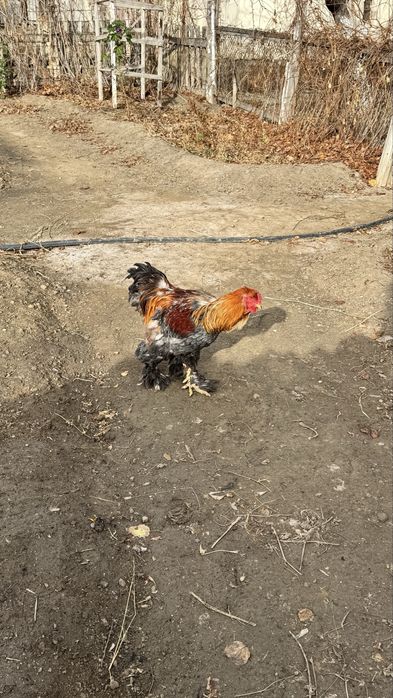 Продам петуха цена 5000