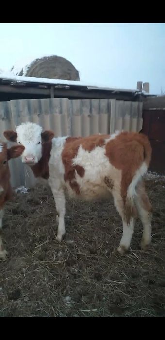 Продам 290000 нужны денги 1год телка