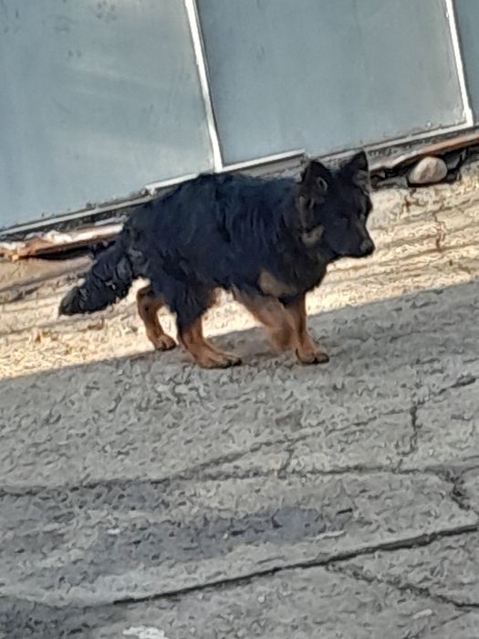 Щенки немецкой овчарки