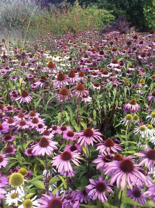 Ехинацея-мощен имуностимулант