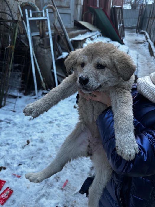 Щенки/ щенок в добрые руки бесплатно