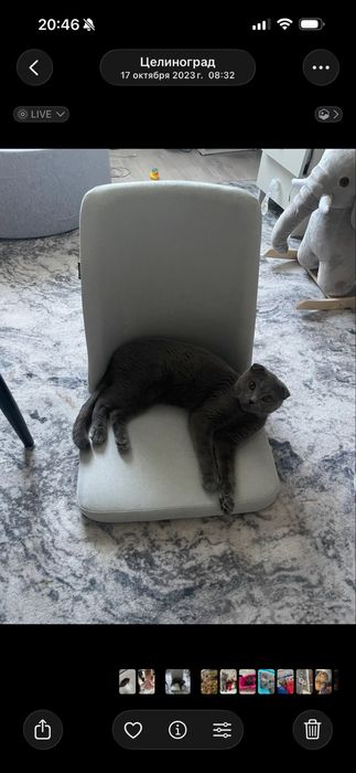 Отдам британскую кошку