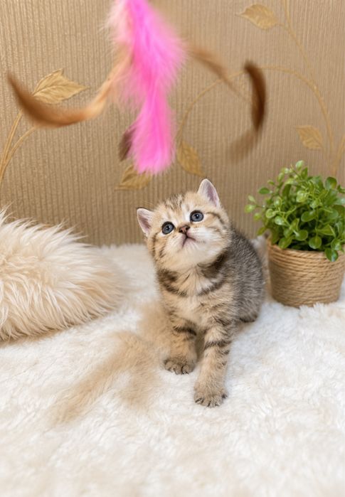 Продается котенок бритиш табби голд