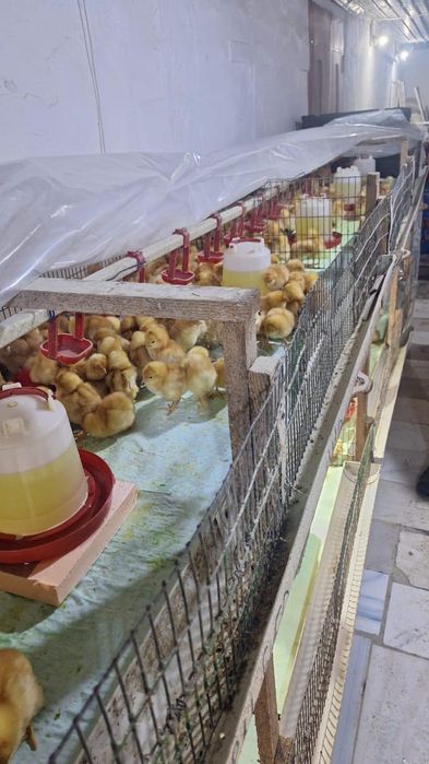 Тлендиева 24 рынок Саянур(улжан)