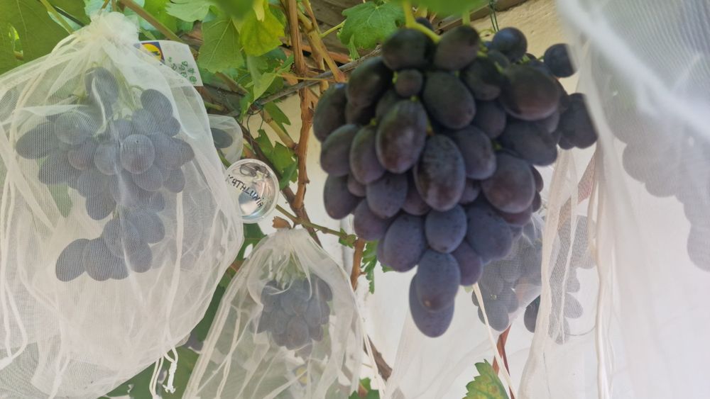 Vand corzi de vita de vie