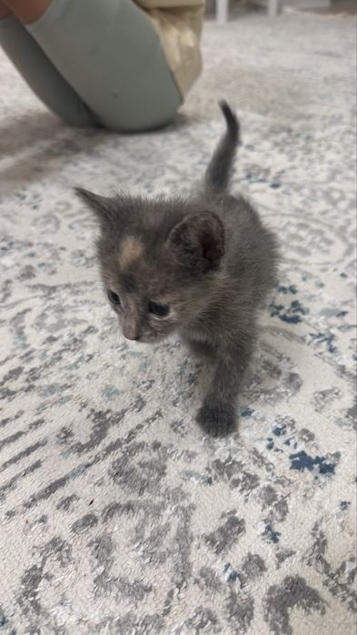 Отдам котят в добрые руки!