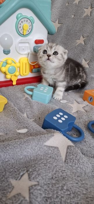 Шотландские котята