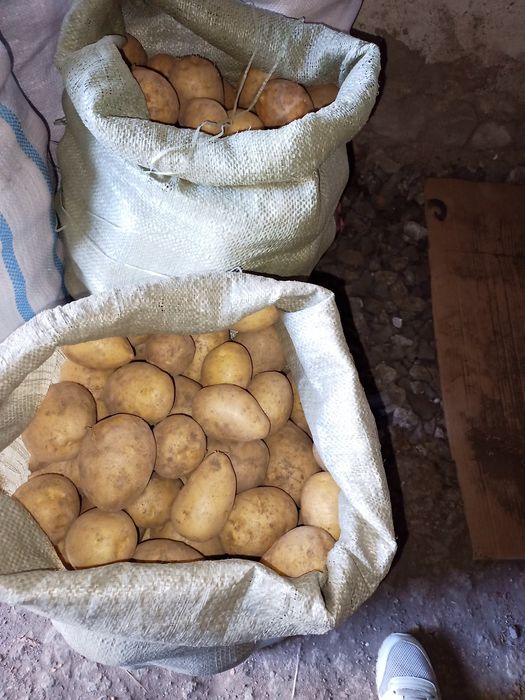 Продаю картофель