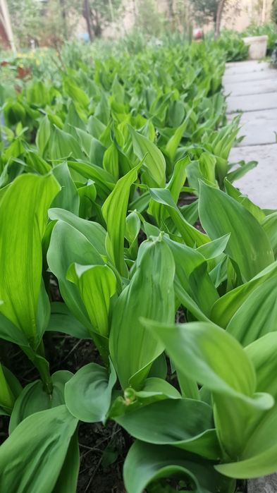 Букеты Ландышей Цветы