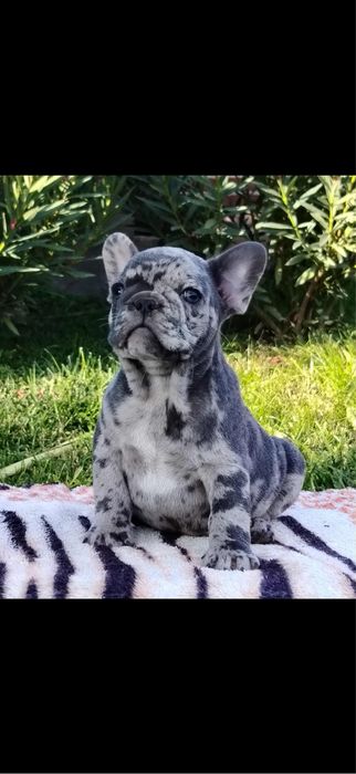 Bulldog francez merle