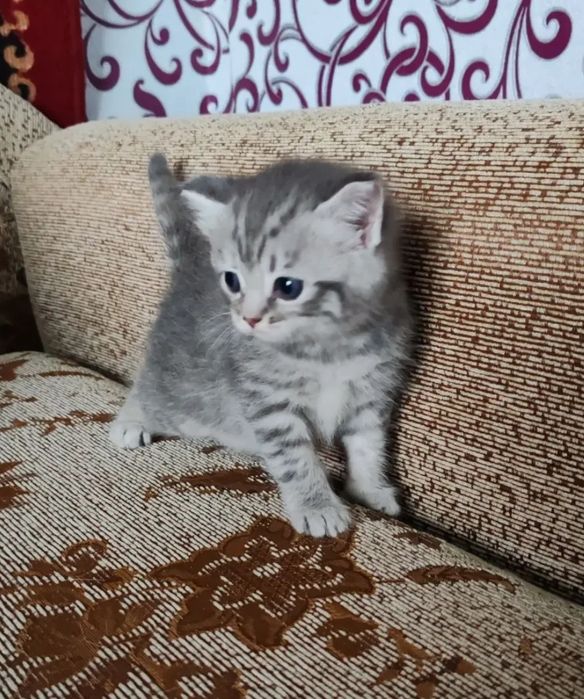 Котята британские, ласковые игривые, мальчики