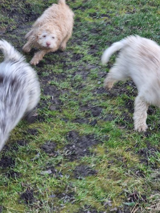 Lagotto caută stăpâni