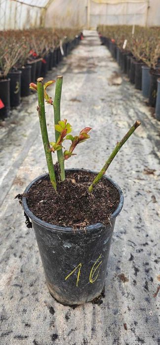 Влачещи (катерливи) и Храстовидни рози