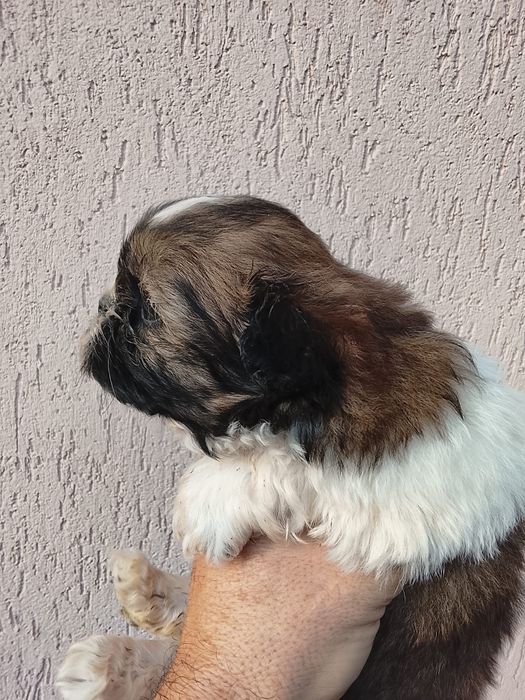 Vând pui shih tzu