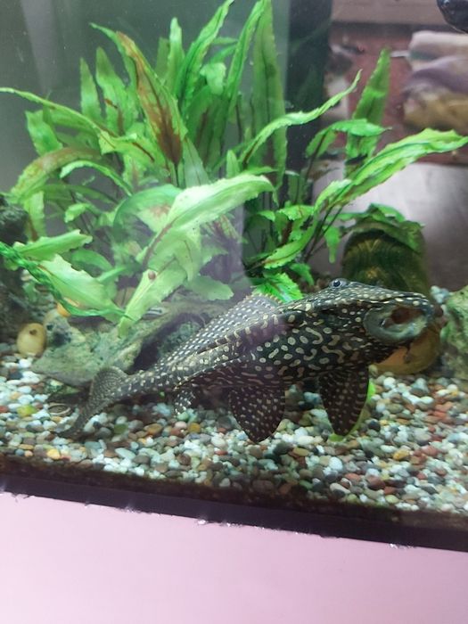 Парчовый сомик анситрус