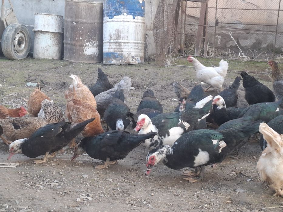 Урдак товуклар сотилади