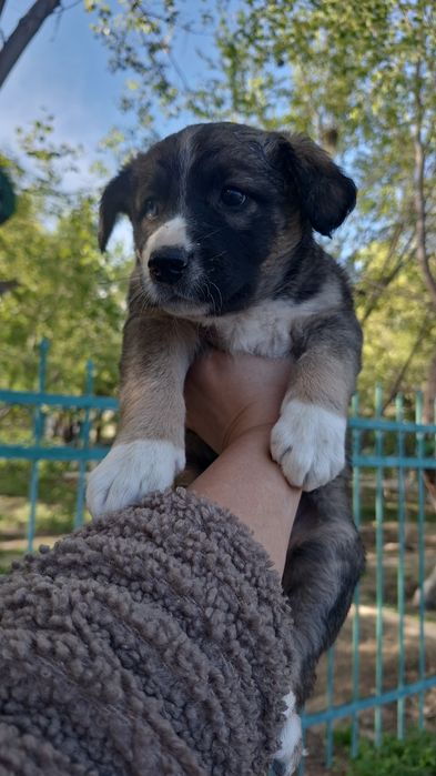 Щенки ищут семью