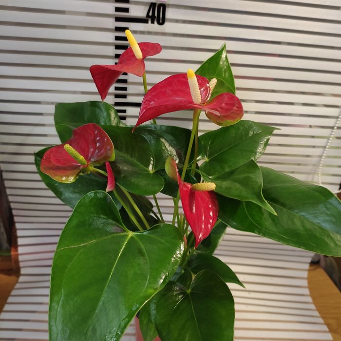 Антуриумы разных размеров