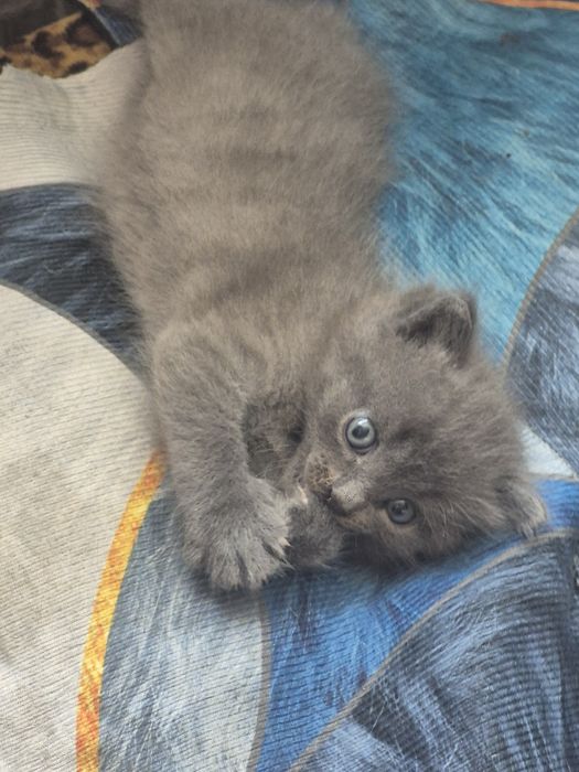 Отдам котёнка в добрые руки