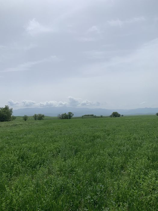 На поле продам клевер