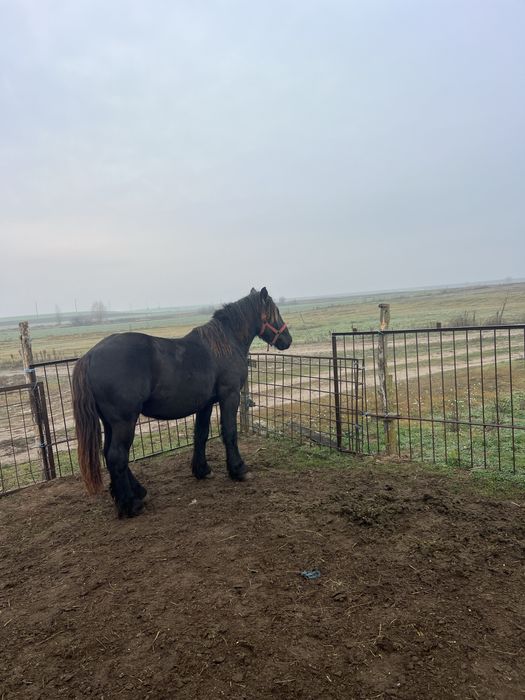 Vând sau schimb cu viței doi mânzi