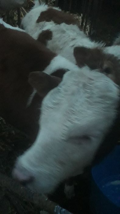 Vand vitel baltata românească