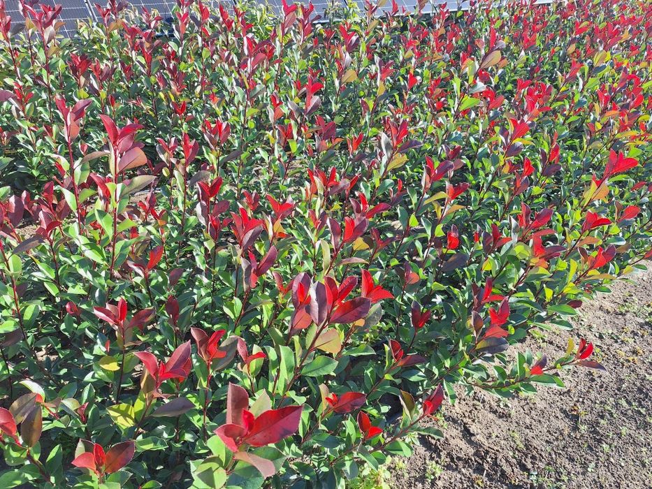 Photinia Carre Rouge gard viu