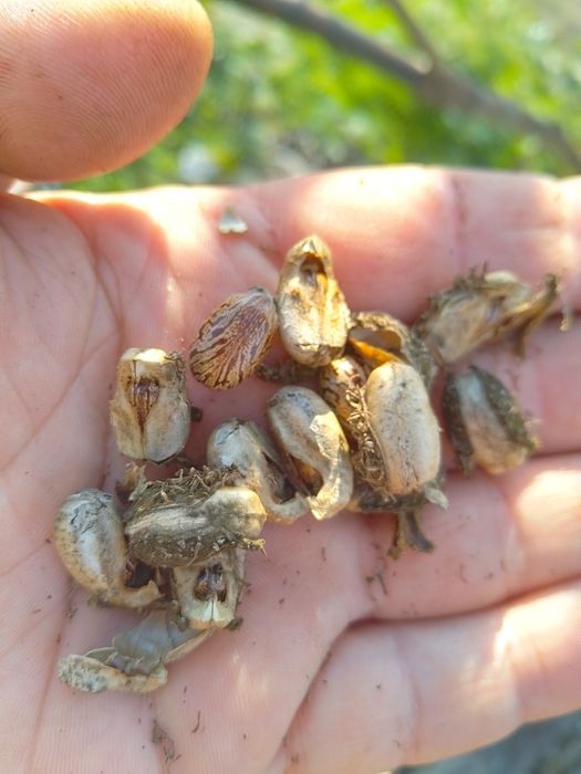 Семена Рицин (кърлеж)