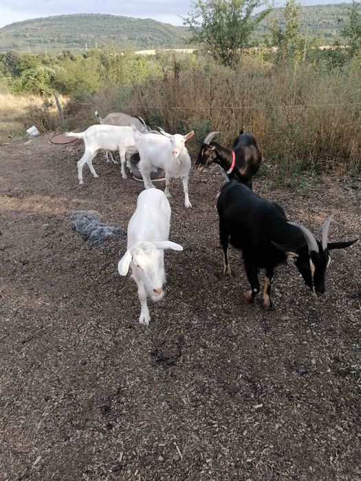 Женски и мъжки ярета