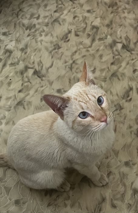 белый сиамский кот