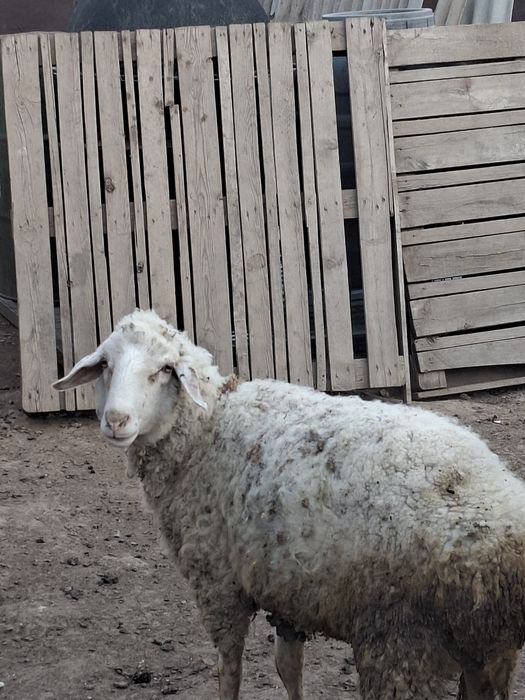 Продам барана кочкар