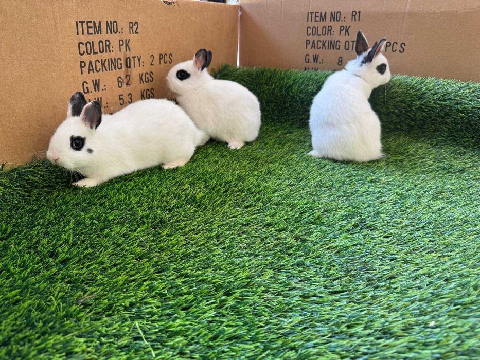 Karlik quyonlar / Карликовые кролики