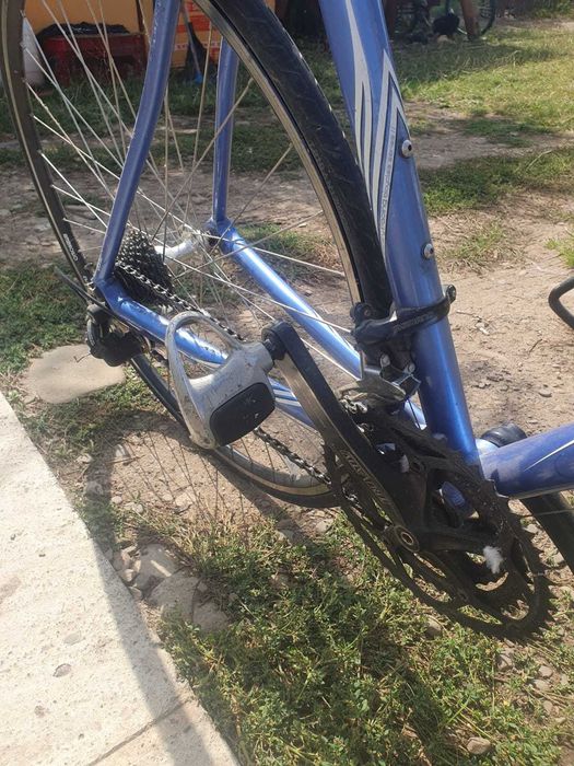 Cursiera campagnolo ambrosio