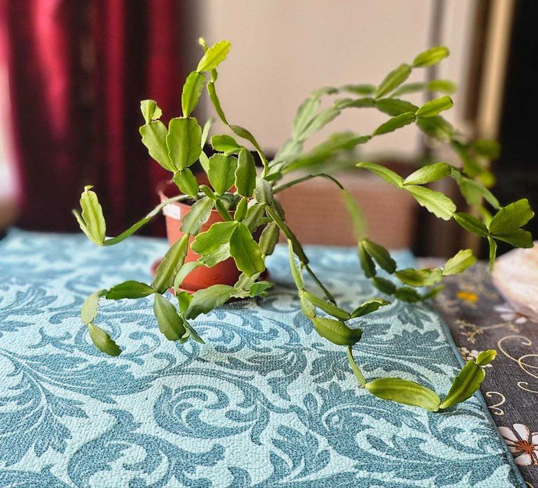 Декабрист цветущий.