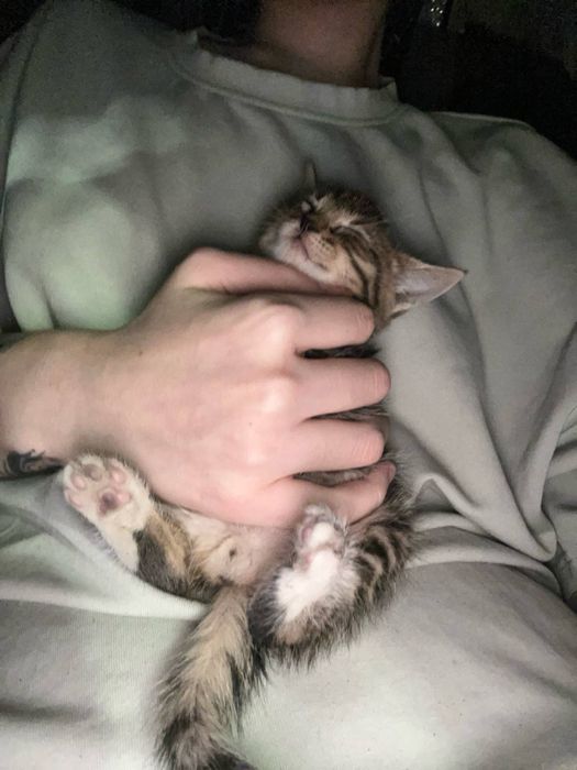 Котенок в добрые руки