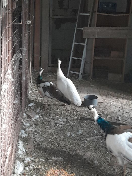 De vânzare pauni și porumbei