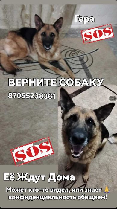 Поиск Собака Овчарка