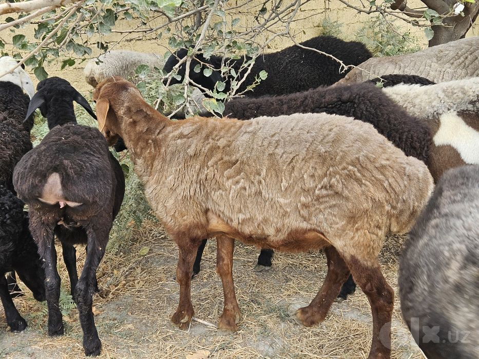 Bugoz qoy sotiladi