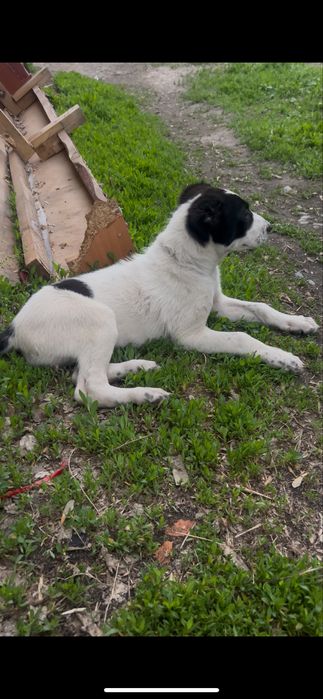 Продаи щенка алабая