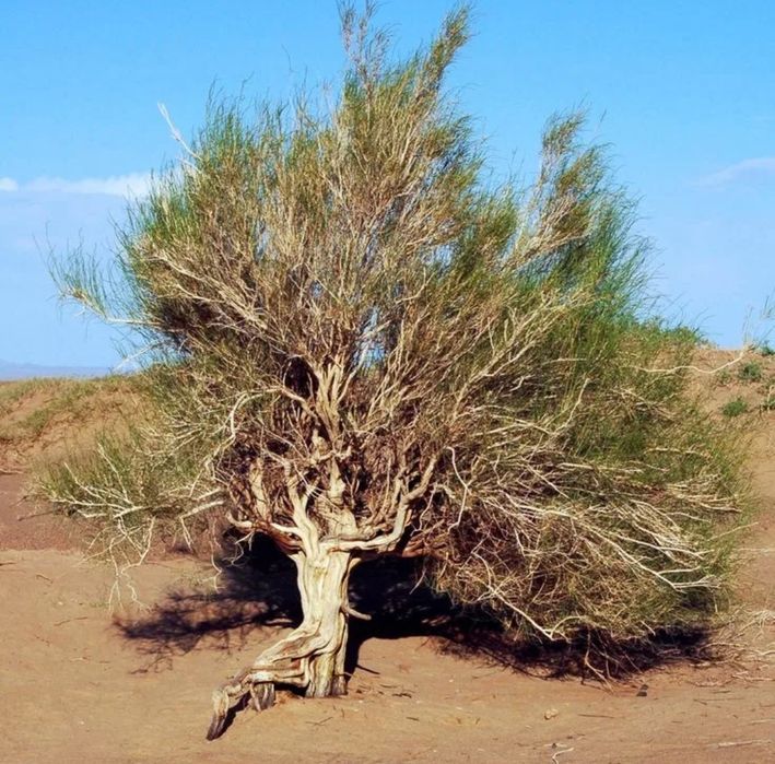 Су ағынымен жасырын камера секс мастурбация