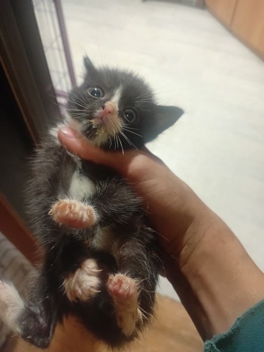 Продам котят. Хорошие