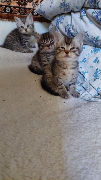 Котята. Г.Шымкент район Казбакалейторг