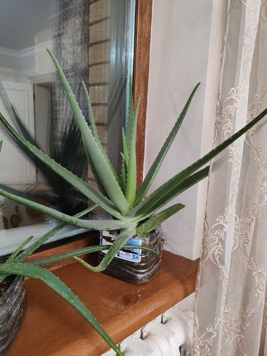 Продам алое вера