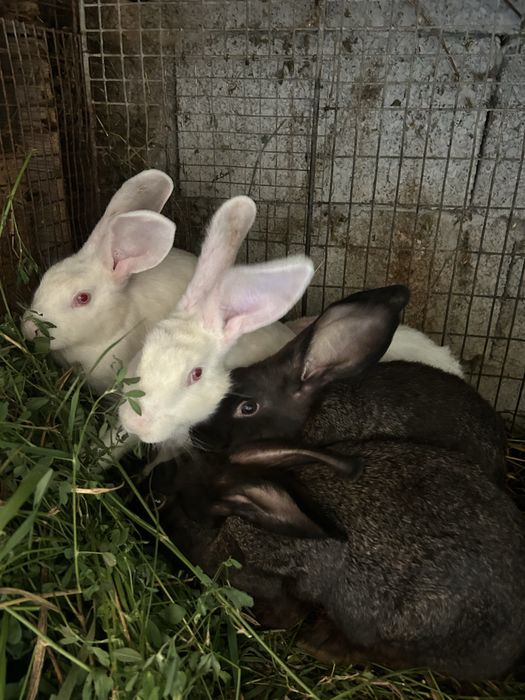 iepuri de vânzare – 4 și 5 luni