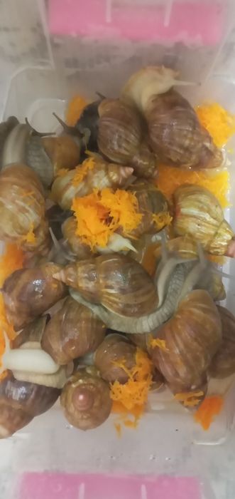 Улитка сотилади 8,9см см