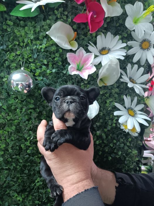 Френски булдог french bulldog