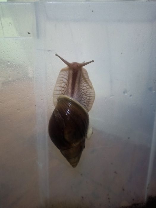 Mox, Ulitka unga kerakli ozuqalar Kalse smes, torf, mox, sepya.