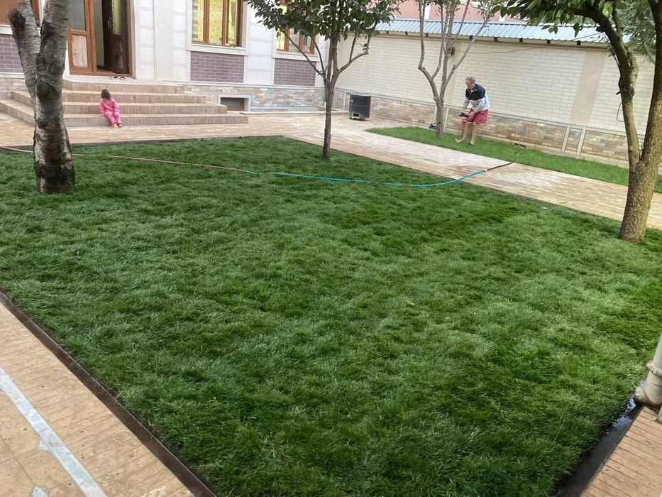 Газон рулонвый  tayyor gazon ekish.   17000