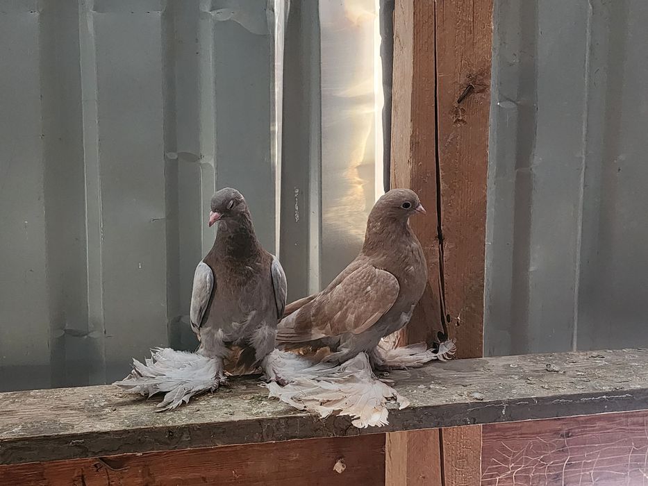 Продаются голуби